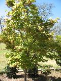 Osakazuki Japanese Maple